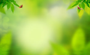 緑黄緑のトーン昆虫緑の葉のPPTの背景画像