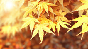 Yedi sonbahar akçaağaç PowerPoint arka yaprakları