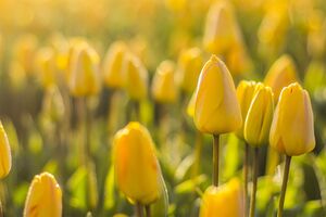 Belle immagini di sfondo del tulipano