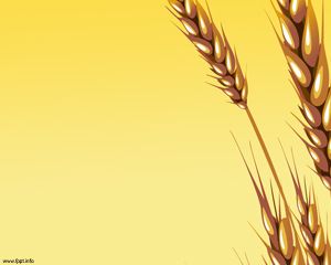 Wheat Ears Powerpoint Template