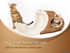 Modello PPT gratuito per lettino per gatti