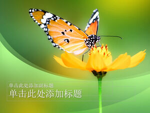 Free Butterfly PPT Template