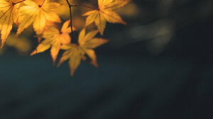Cinque immagini di sfondo PPT di foglie d'acero in autunno