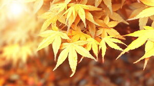 Tujuh gambar latar belakang PPT daun maple musim gugur yang indah