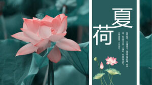 Laden Sie die Summer Lotus PPT-Vorlage für den Hintergrund von Lotusfotos herunter
