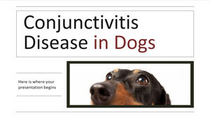 Maladie de la conjonctivite chez les chiens