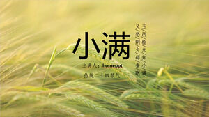 Xiaoman güneş terimini yeşil buğday kulağı arka planıyla tanıtmak için PPT şablonunu indirin