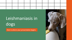 Köpeklerde Leishmaniasis