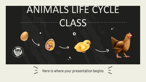 Clasa Ciclul Vieții Animalelor