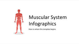 Muscular System Infographics