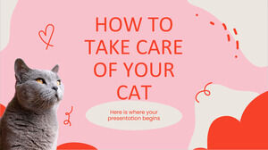 Como Cuidar do Seu Gato