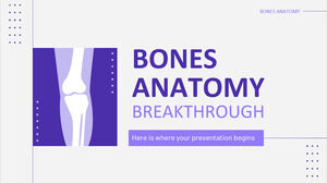 Avanço na anatomia dos ossos