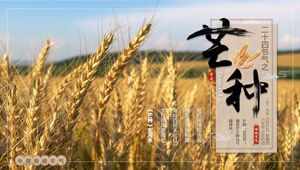 Golden wheat ear background, Mangzhong traditional solar terms introduction PPT template Golden wheat ear background, Mangzhong traditional solar terms introduction PPT template