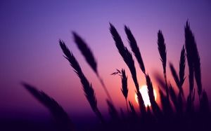紫色の夕日PPT画像の下の犬の尾草