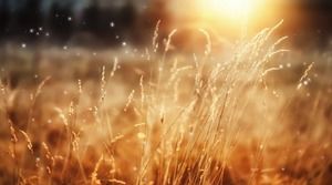 Yellow hazy beautiful grass grass PPT background picture