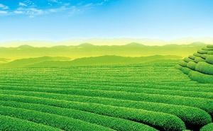 Yeşil Çay Dağ Çay Bahçesi Manzara PPT Arka Plan Resmi