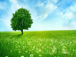 Green Blue Sky White Cloud Grassland Green Tree PPT Picture