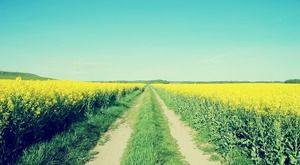 Green field country road PPT background picture Green field country road PPT background picture