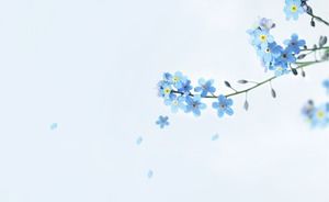 Beautiful blue flower PPT background picture Beautiful blue flower PPT background picture