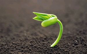Green seed germination sprout seedling PPT background picture Green seed germination sprout seedling PPT background picture