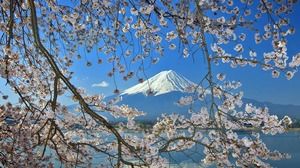 Image d'arrière-plan PPT en fleurs de cerisier Fuji rose
