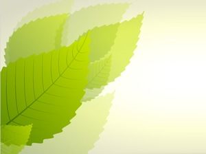 Fresh green leaf PPT background picture