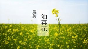Rape flower spring is coming-the most beautiful rape flower ppt template