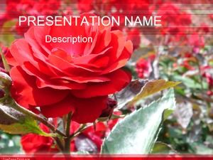 Two sets of gorgeous flowers roses valentines day ppt template
