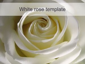 Red and white roses closeup background ppt template