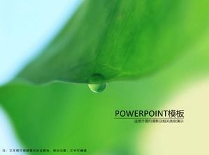 Lotus yaprağı doğal taze ve zarif yeşil ppt şablonu