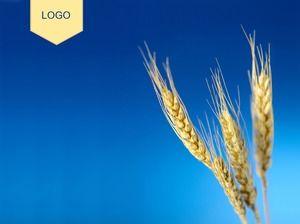 Фото колосья пшеницы синий фон шаблон ppt