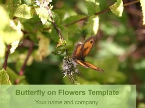 Motyl zbierając kwiaty natura szablon ppt