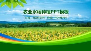 Template PPT pertanian dengan latar belakang sawah hijau ...