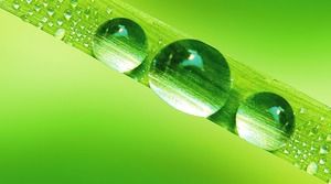 9緑の葉の液滴の露のしずくPPT背景画像