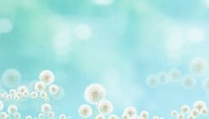 4 blue fresh and beautiful dandelion PPT background pictures for free download