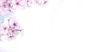 3つのピンクの美しい桃の花PPT背景画像
