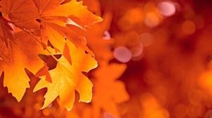 Three maple leaf PPT background pictures