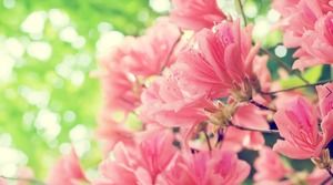 ラベンダーの森の花の7 PPT背景画像