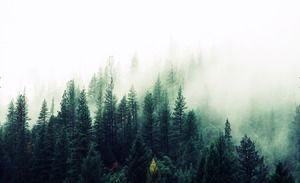 Immagine nebbiosa del fondo della foresta PPT