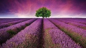 紫色美丽的薰衣草幻灯片背景图片