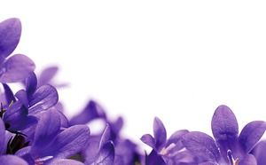 紫色小花PPT背景圖片