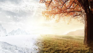 Beautiful tree and grass slide background picture