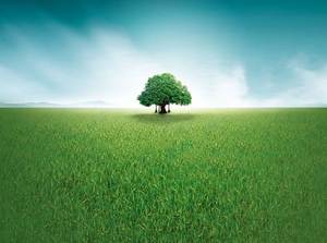 Gambar latar belakang PPT pohon hijau padang rumput