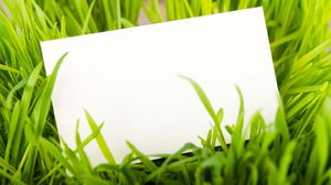 綠色植物草白卡PPT背景圖片