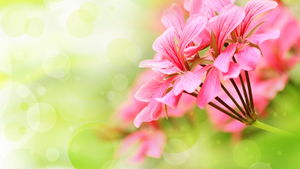 Fresh flower PPT background picture