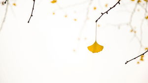 Yellow ginkgo leaf PPT background picture