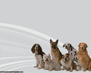 Dog Breeds PowerPoint Template Dog Breeds PowerPoint Template