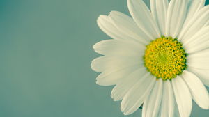 Beautiful fresh white flower PPT background picture