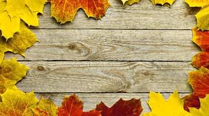Três belas folhas de outono PPT imagens de fundo para download gratuito