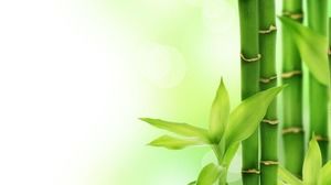 Immagine di bambù fresca verde del fondo dello scorrevole